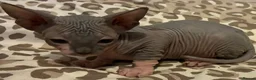 Sphynx cats for sale: Sphynx 2 girls 2 boys Blue  - Advert 1