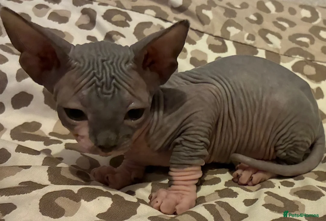 Sphynx cats for sale: Sphynx 2 girls 2 boys Blue  - Advert 1