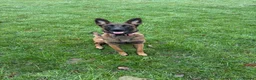 Belgian Shepherd Dog dogs for sale: Belgian malinois female - Advert 6