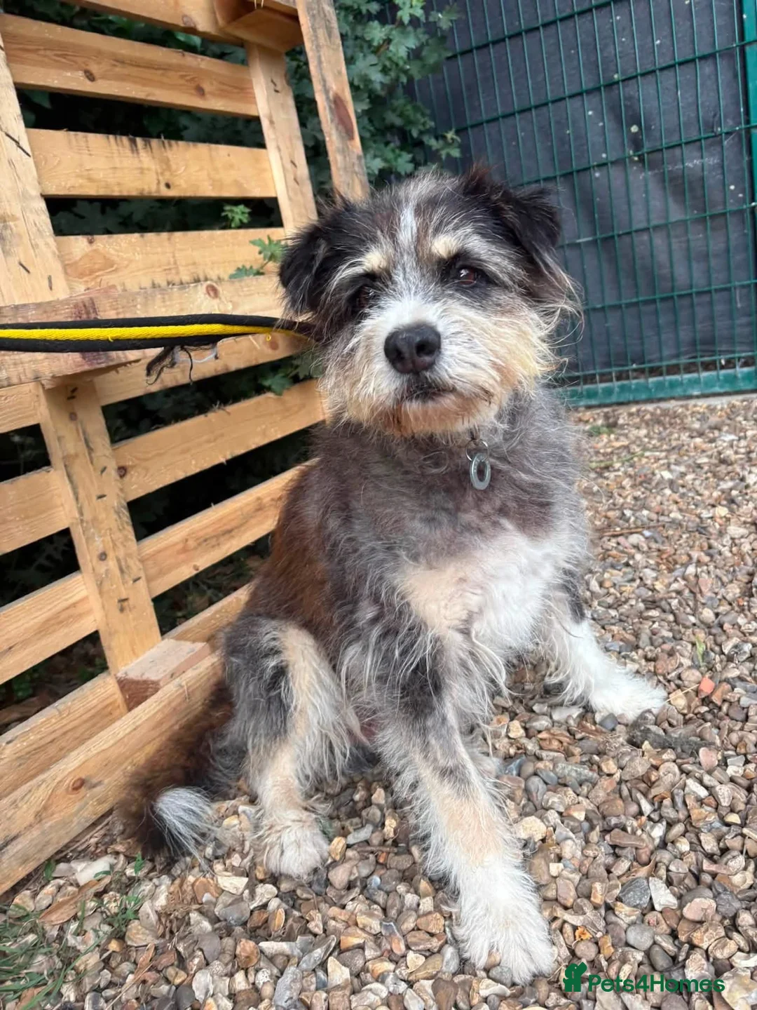 Mixed Breed dogs for adoption: Raggie - Norwich Norfolk  - Advert 1