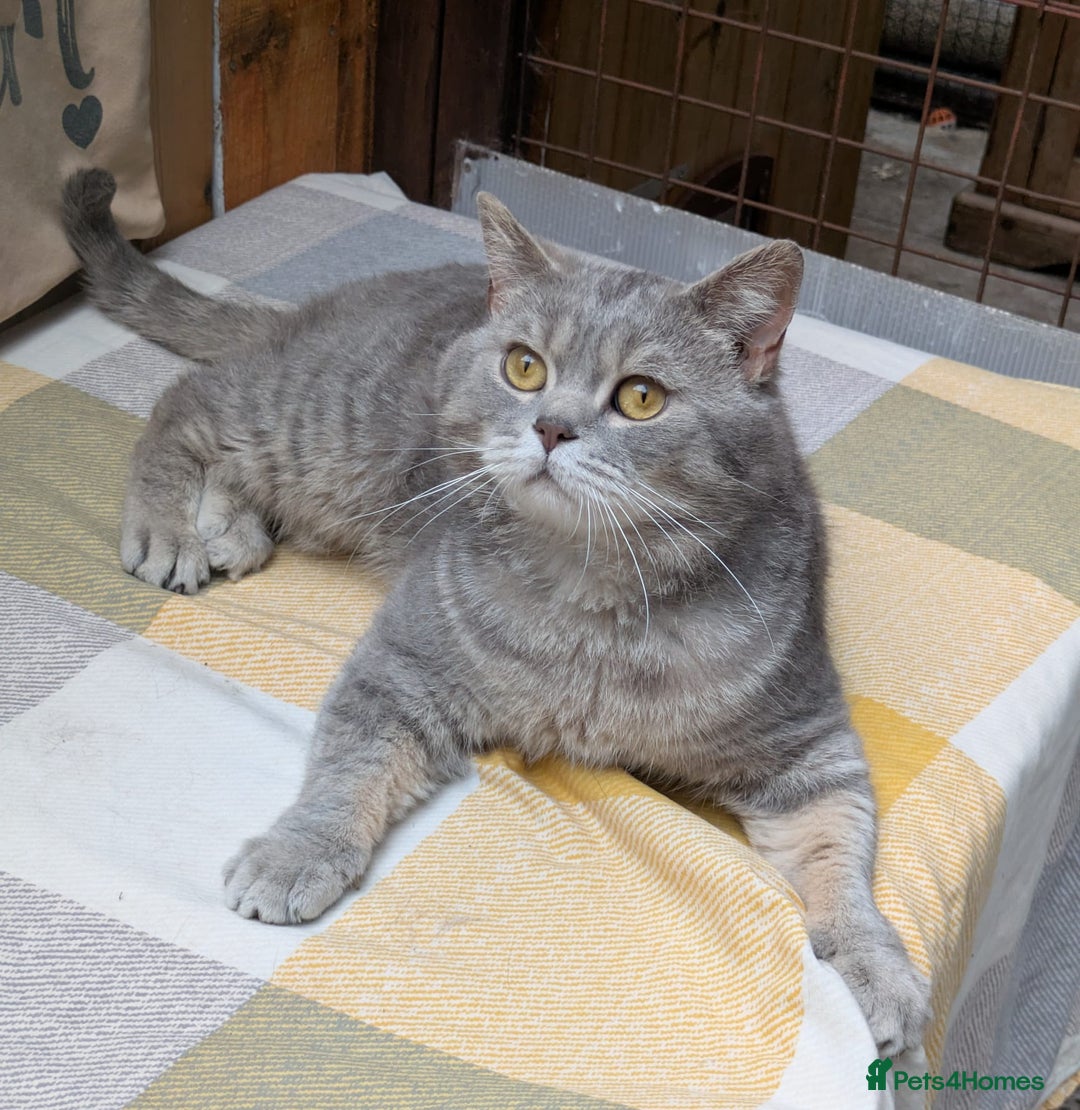 British Shorthair cats for stud: Sale Studs Blues Lilac, Spotted, Blue Bi, Cream Bi in Manchester - Image 2