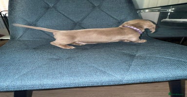 Miniature Dachshund dogs Miniature Dachshund puppy’s PRA clear - Advert 7