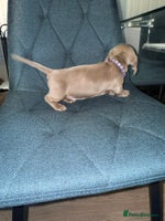 Miniature Dachshund dogs Miniature Dachshund puppy’s PRA clear - Advert 8