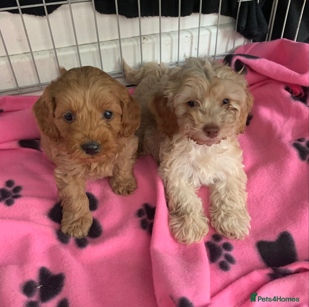 Cockapoo dogs for sale: Cockapoo puppies ready now - Image 16