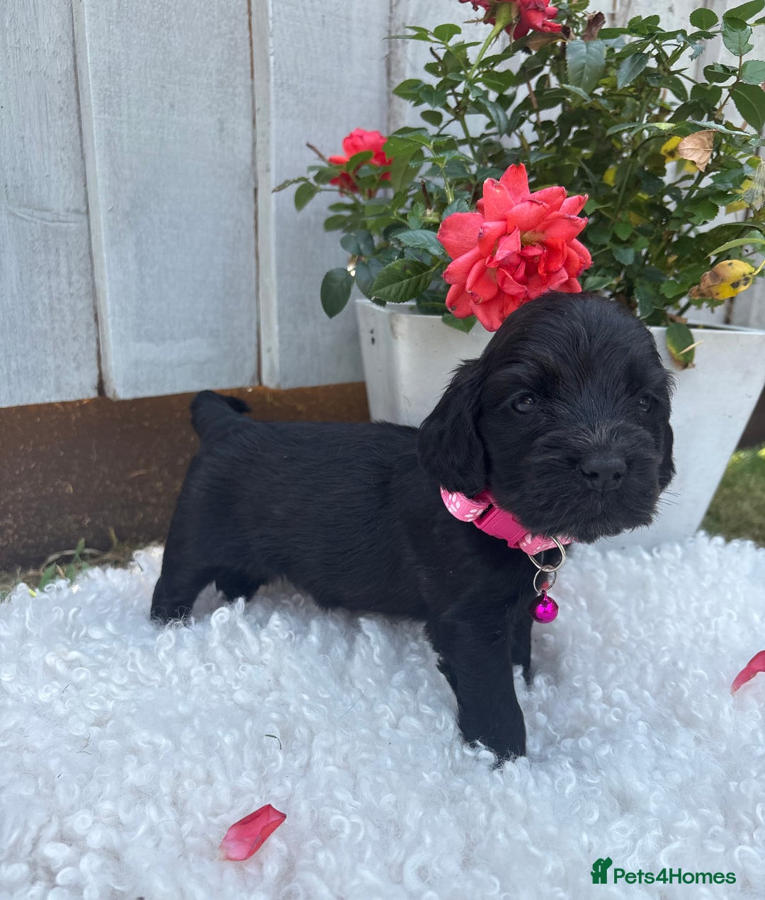 Cocker Spaniel dogs for sale: show type cocker spaniels puppies * ready now  - Image 2