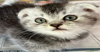Scottish Fold cats - Advert 9