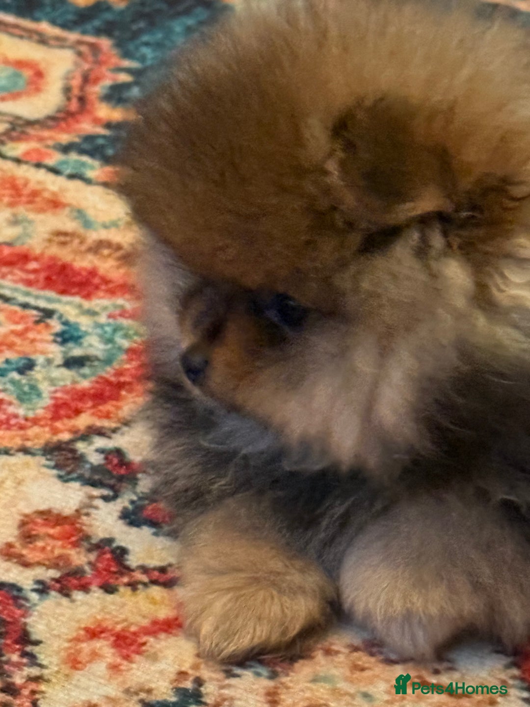 Pomeranian dogs for sale: Xs teddy face Pomeranian  - Image 15