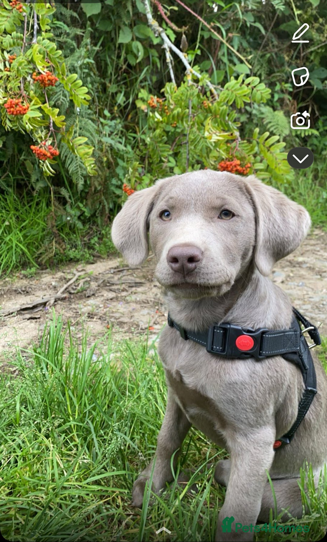 Labrador Retriever dogs for sale: Silver Labrador pups  - Advert 5