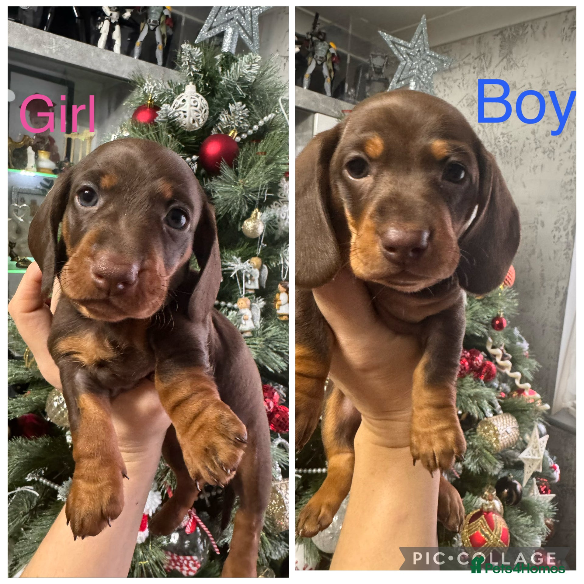 Miniature Dachshund dogs 2 KC registered miniature dachshund pupps  - Advert 7