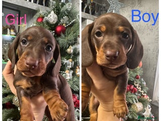 Miniature Dachshund dogs 2 KC registered miniature dachshund pupps - Advert 7