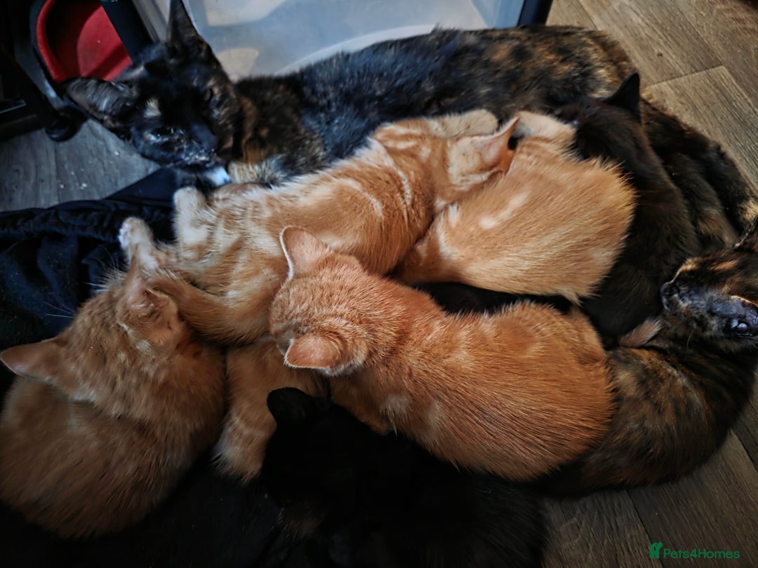 Mixed Breed cats for sale: 9 beautiful kittens - Advert 17