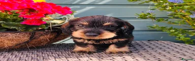 Dachshund 3