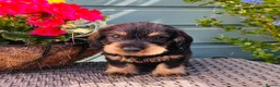 Dachshund dogs for sale: 🐾🌿 KC Registered Teckel Dachshund Litter 🌿🐾 - Advert 21