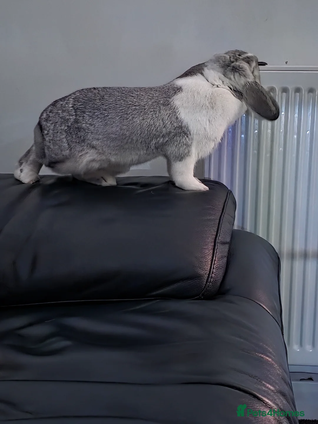 Mini Lop rabbits for sale: Miss Floppy - Advert 9