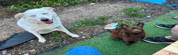 Borador dogs for sale: Lab x collie for rehome  - Advert 5