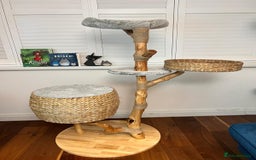 Ragdoll cats for sale: Two Show-Quality Cats Seeking Loving Homes - Image 17