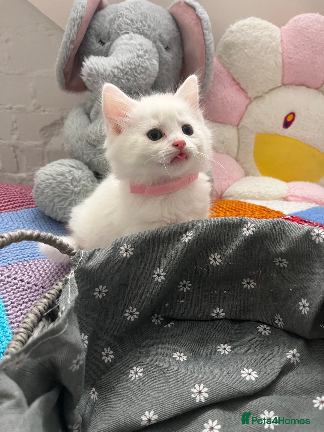 Turkish Angora cats for sale: Turkish Angora Longhair kittens - Advert 31