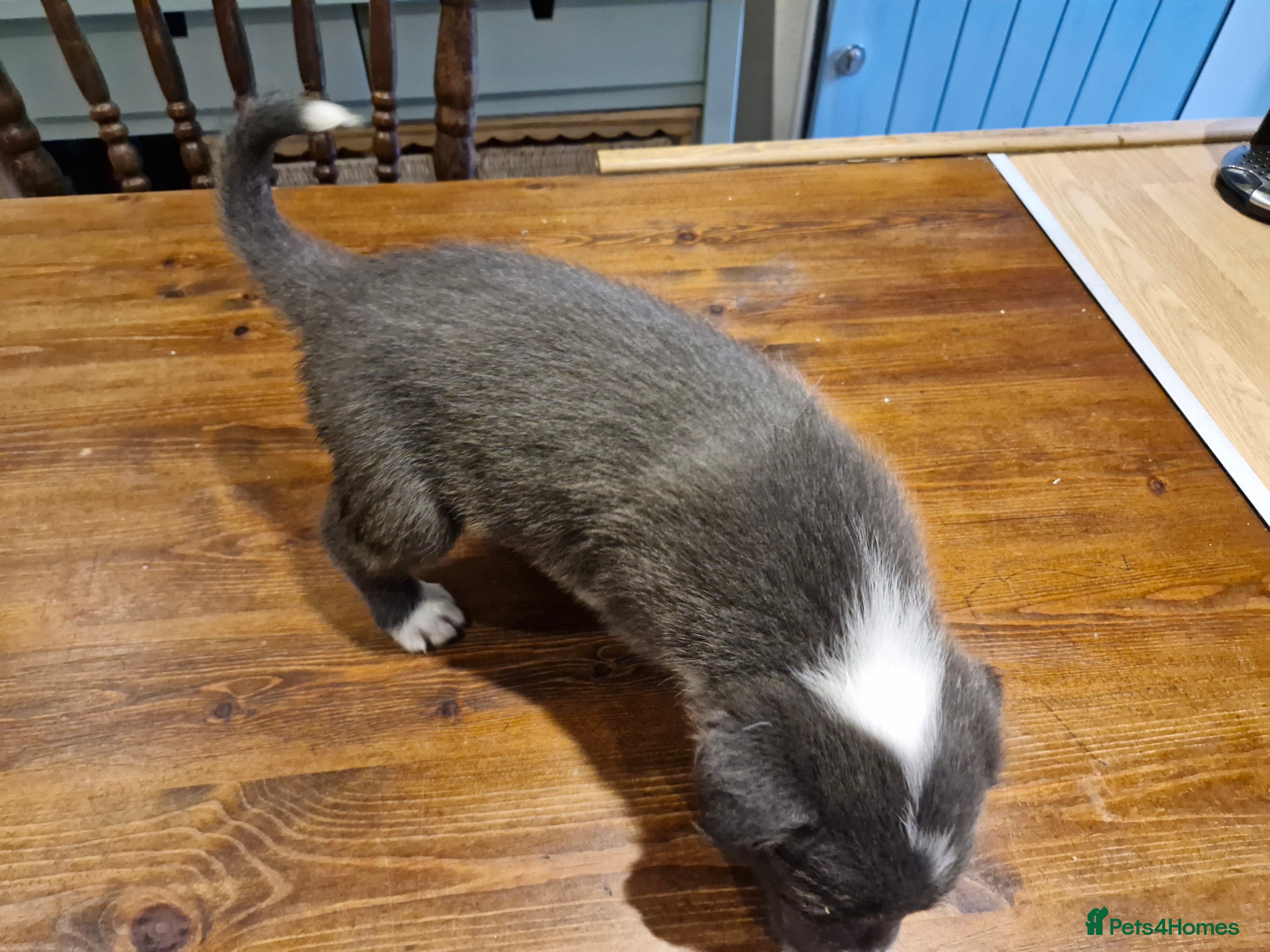 Border Collie dogs Gorgeous Blue Border Collie Pups - Advert 2