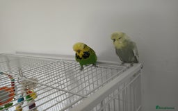 Budgerigars birds for sale: Exhibition budgies  - Image 2