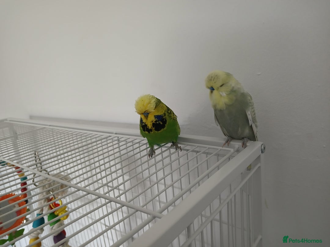 Budgerigars birds for sale: Exhibition budgies  - Image 2
