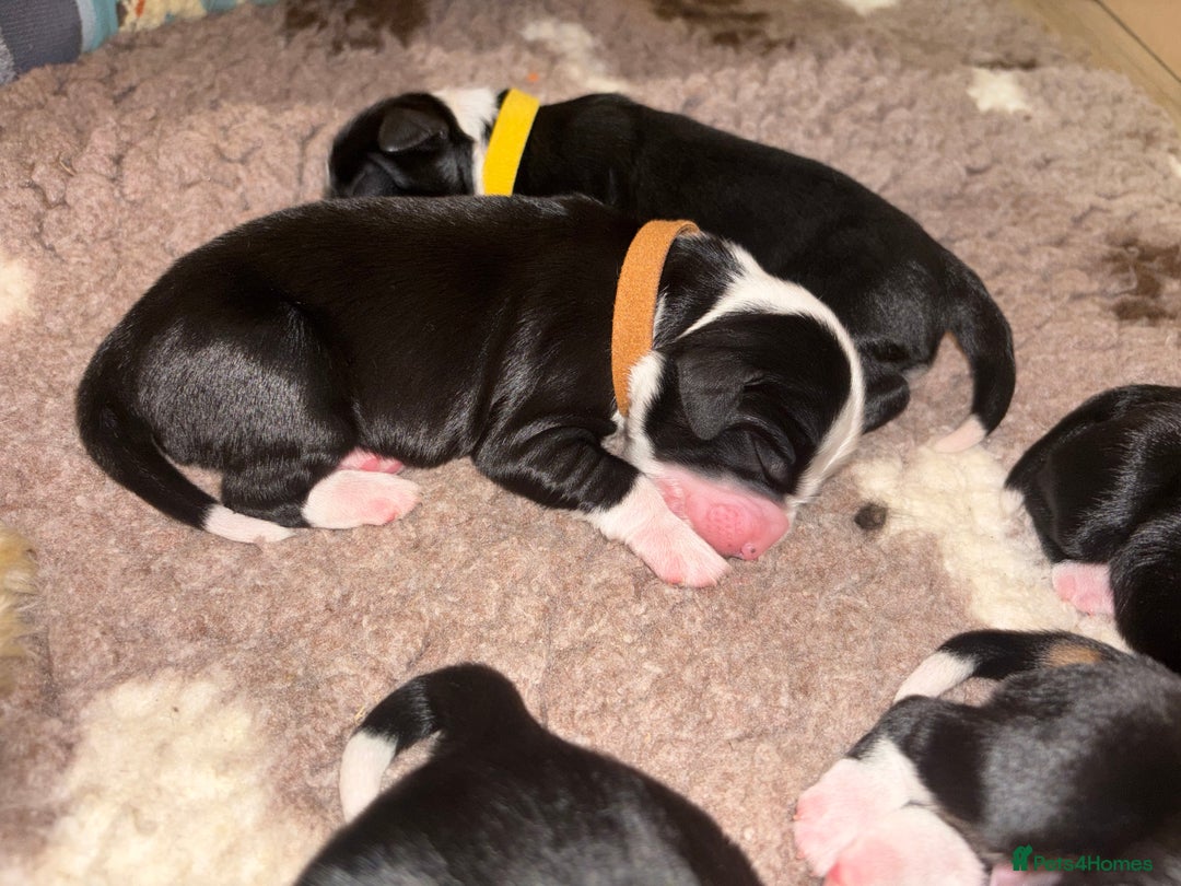 Tibetan Terrier dogs for sale: KC fully health tested exceptionally bred Tibetan  - Advert 31