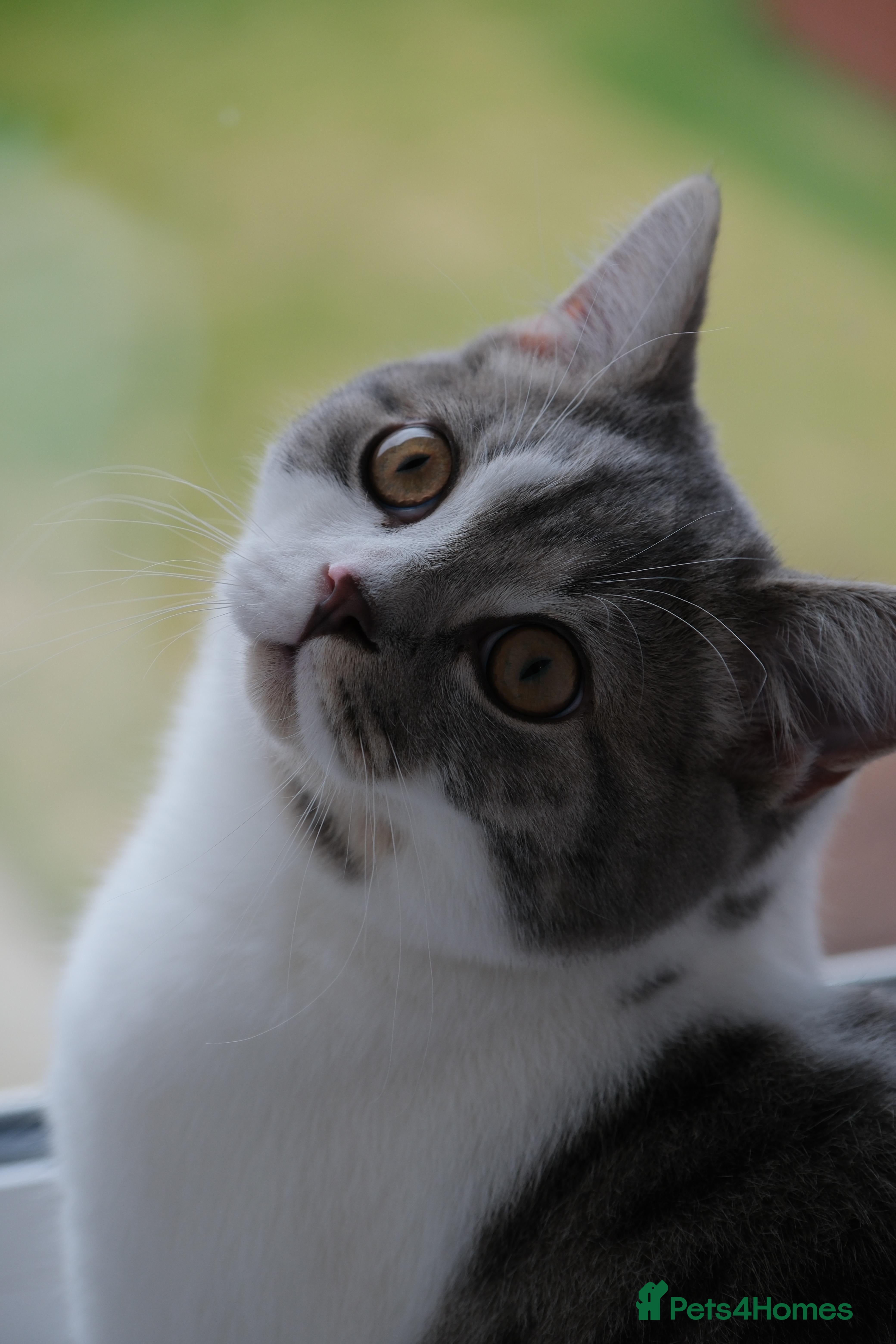 Mixed Breed cats Male Kitten British Shorthair Mix - Advert 1