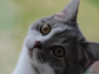 Mixed Breed cats Male Kitten British Shorthair Mix - Advert 1