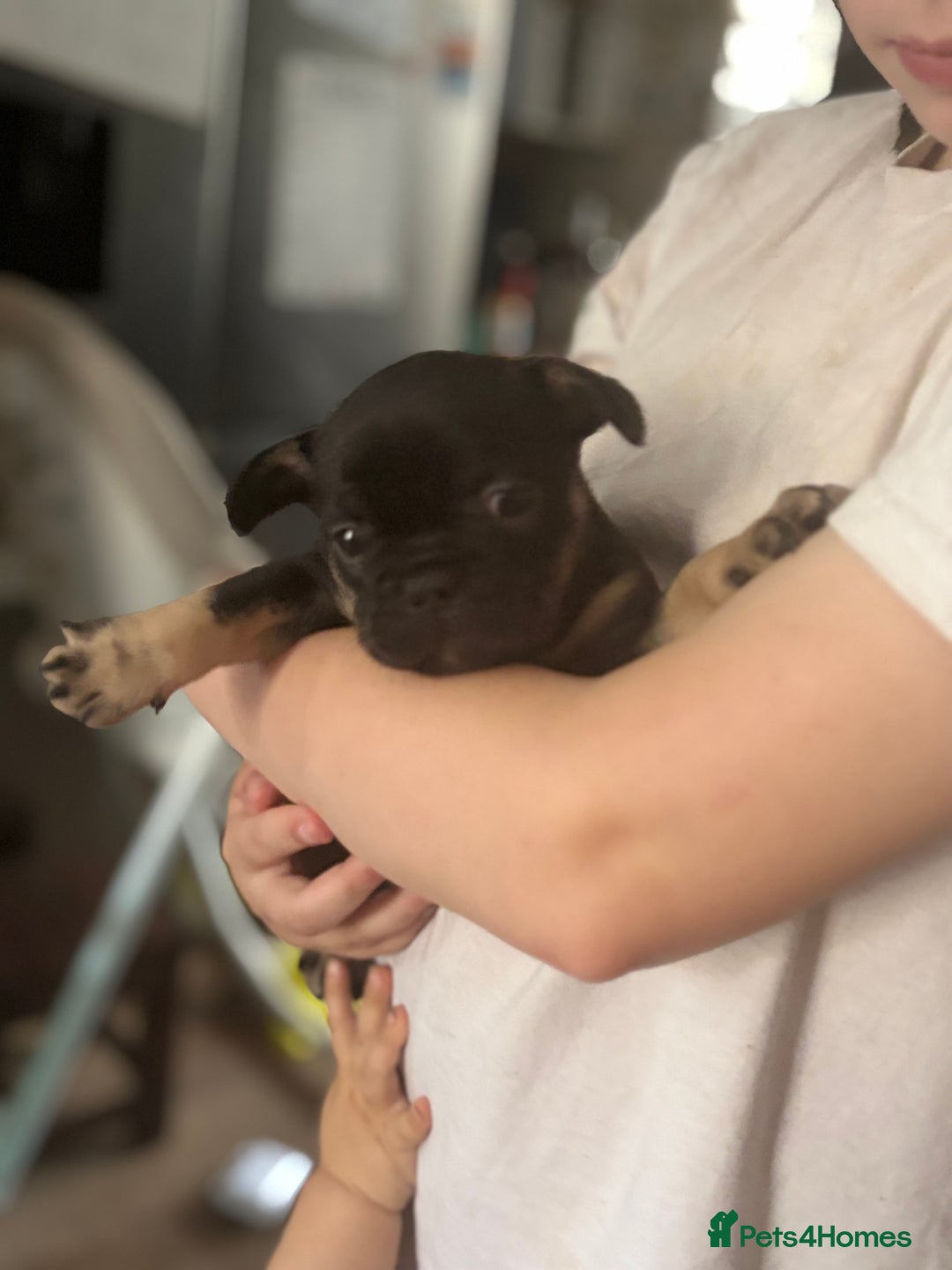 French Bulldog dogs for sale: French bulldog puppies  - Image 13