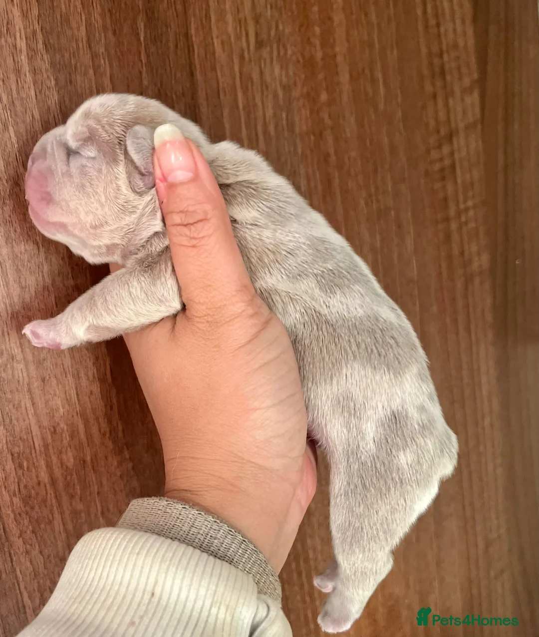 French Bulldog dogs for stud: Champagne Charlie new shade Isabella  in Hastings - Advert 6