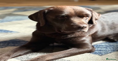 Labrador Retriever dogs in Shrewsbury - Advert 4