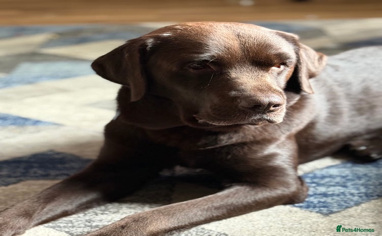 Labrador Retriever dogs in Shrewsbury - Advert 1