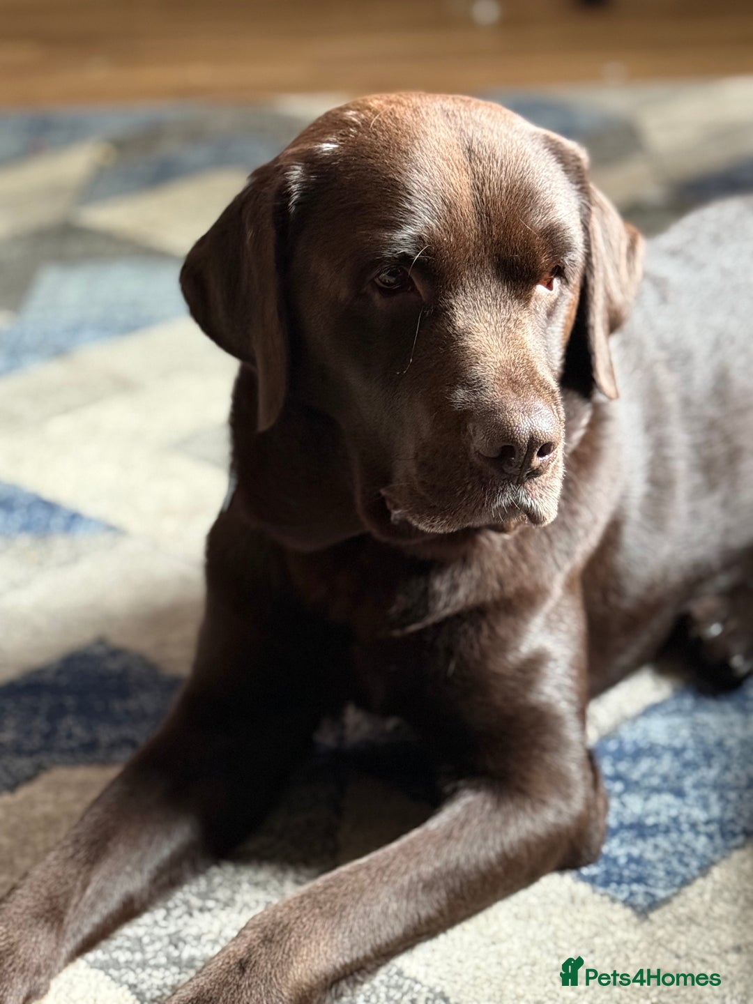 Labrador Retriever dogs for stud: Chocolate Labrador for stud PROVEN in Shrewsbury - Image 1