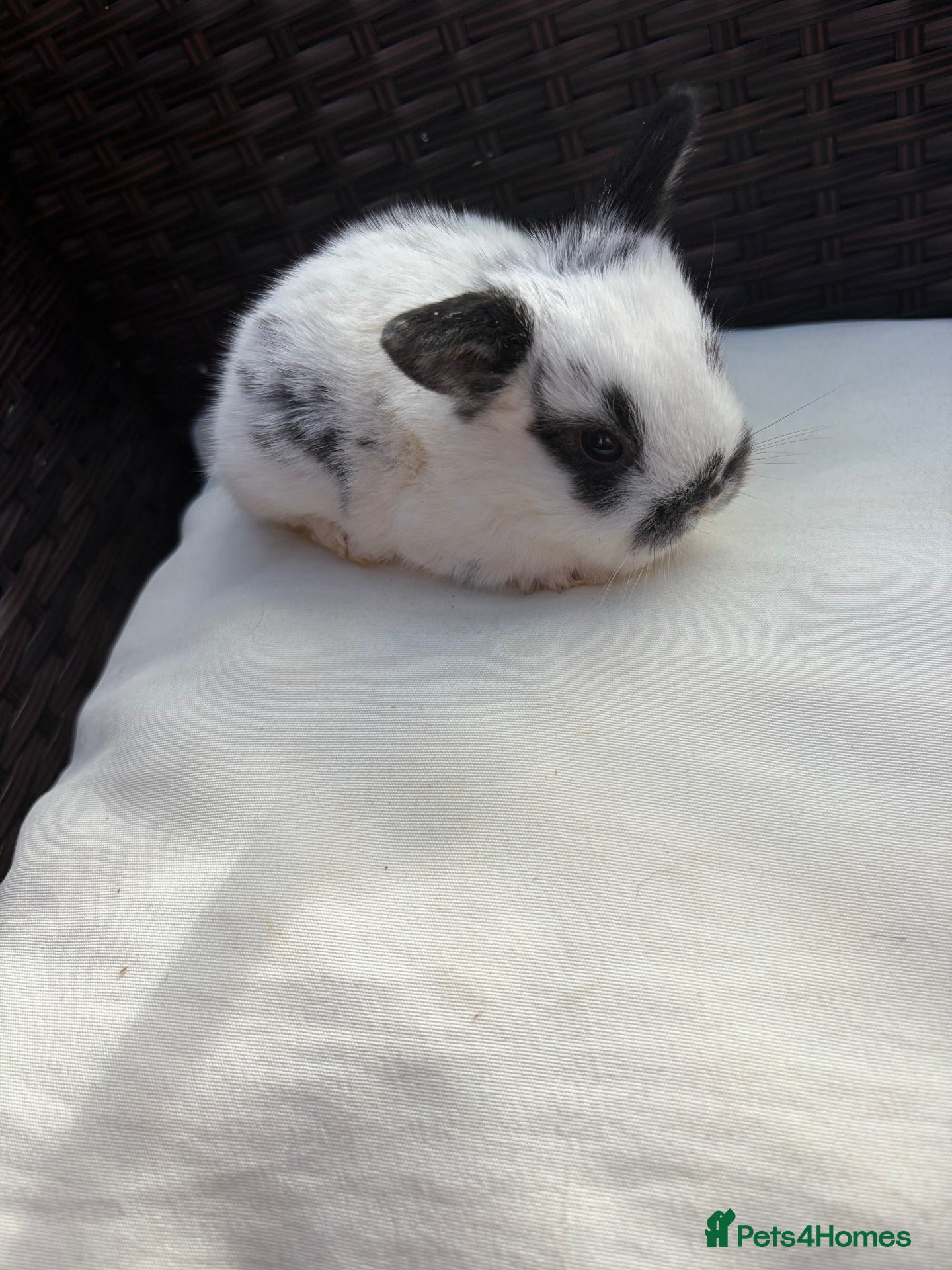Mini Lion Lop rabbits 5x left Baby bunnies ready Halloween  - Advert 6