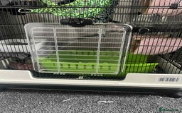 Rat rodents for sale: 2 female rats - Image 3