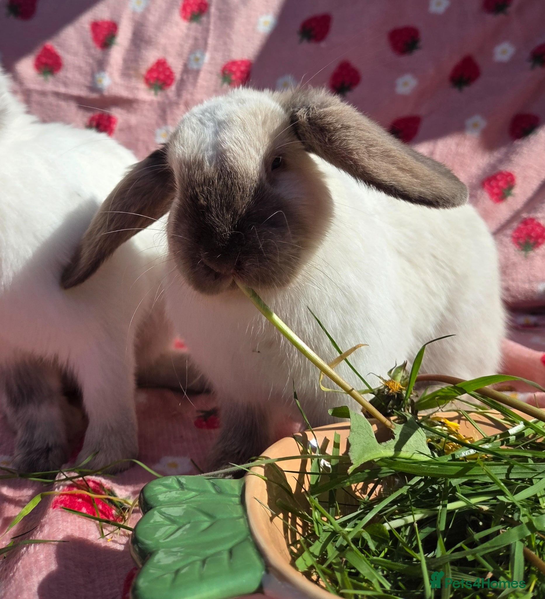 Mini Lop rabbits ☆Very tame Mini lops 10 week ☆3 left 1 does 1 buck - Advert 1