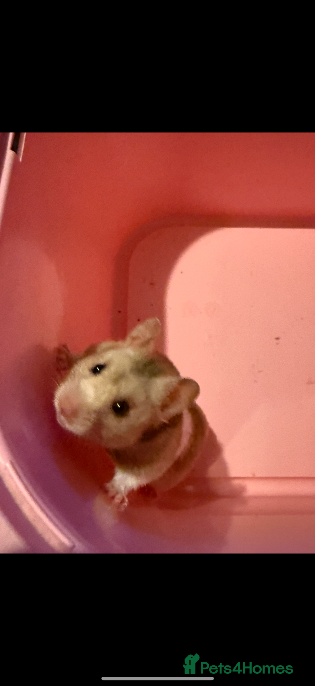 Hamster rodents for sale: Female hamster with large cage - Image 1