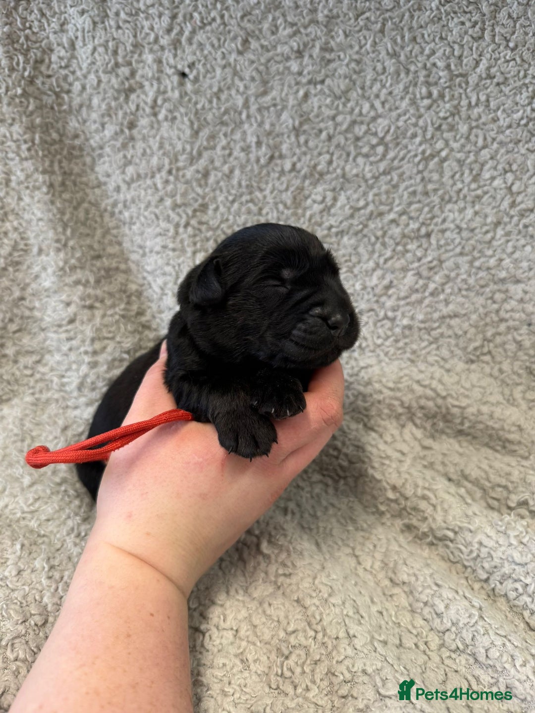 Goldador dogs for sale: Gorgeous Black Goldadors   - Advert 21