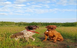 German Shorthaired Pointer dogs for sale: GSP Litter due 12th August  - Image 9