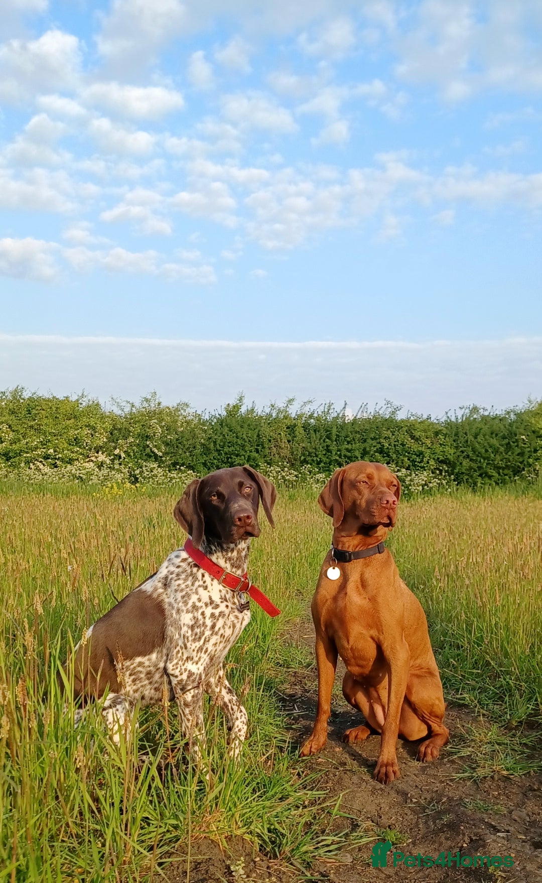 German Shorthaired Pointer dogs for sale: GSP Litter due 12th August  - Image 9