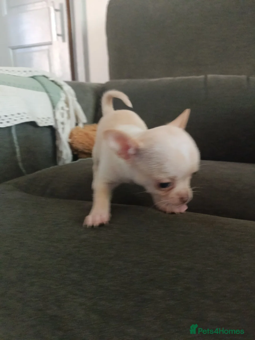 Chihuahua dogs for sale: 1 black boy 1 cream girl 1 brown girl chihuahuas - Advert 2