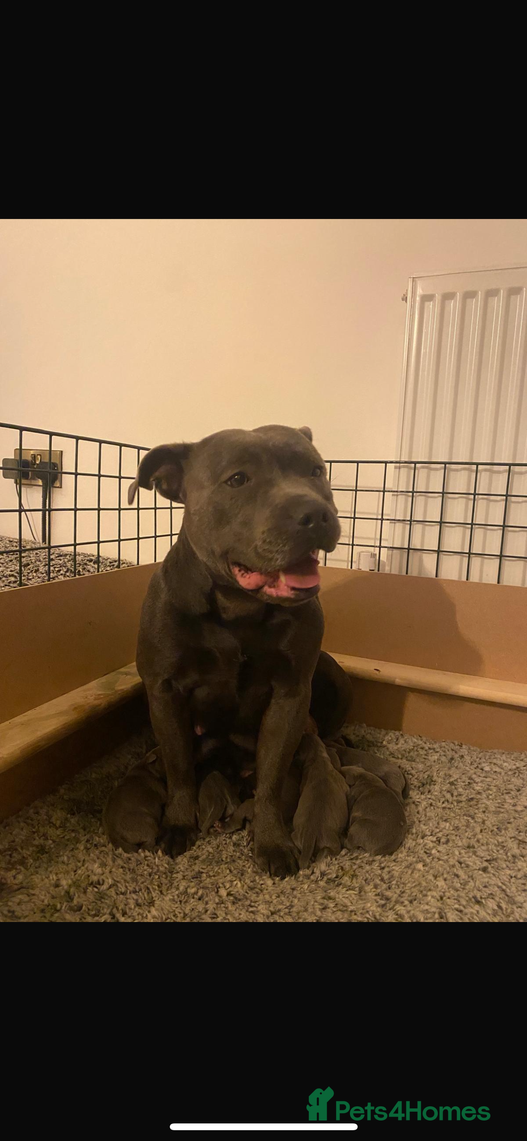 Staffordshire Bull Terrier dogs for sale: KC Registered Champion Blue Staffs for sale - Advert 5