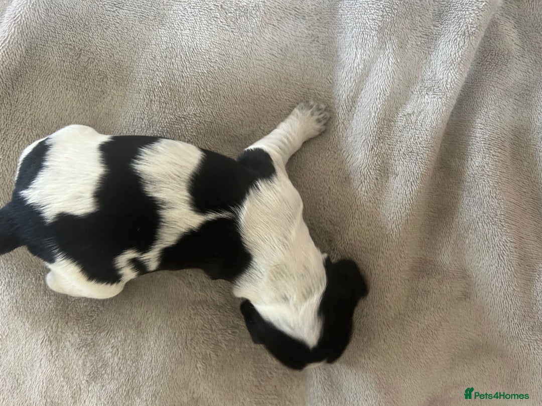 Cocker Spaniel dogs for sale: Blue roan cocker spaniels  - Image 10