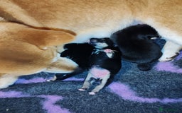 Japanese Shiba Inu dogs for sale: KC reg Japanese shiba inu puppies  - Image 9