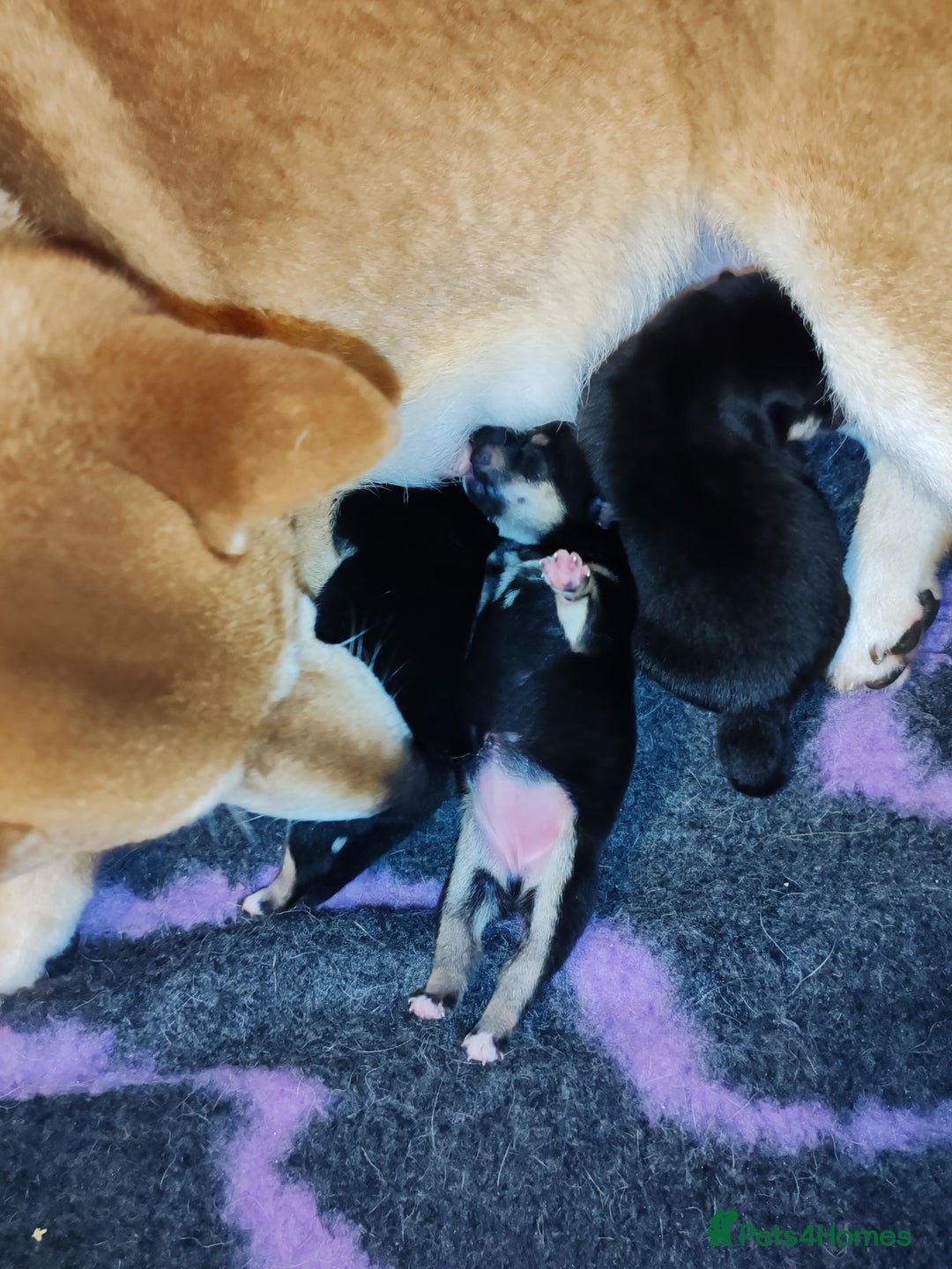 Japanese Shiba Inu dogs for sale: KC reg Japanese shiba inu puppies  - Image 9
