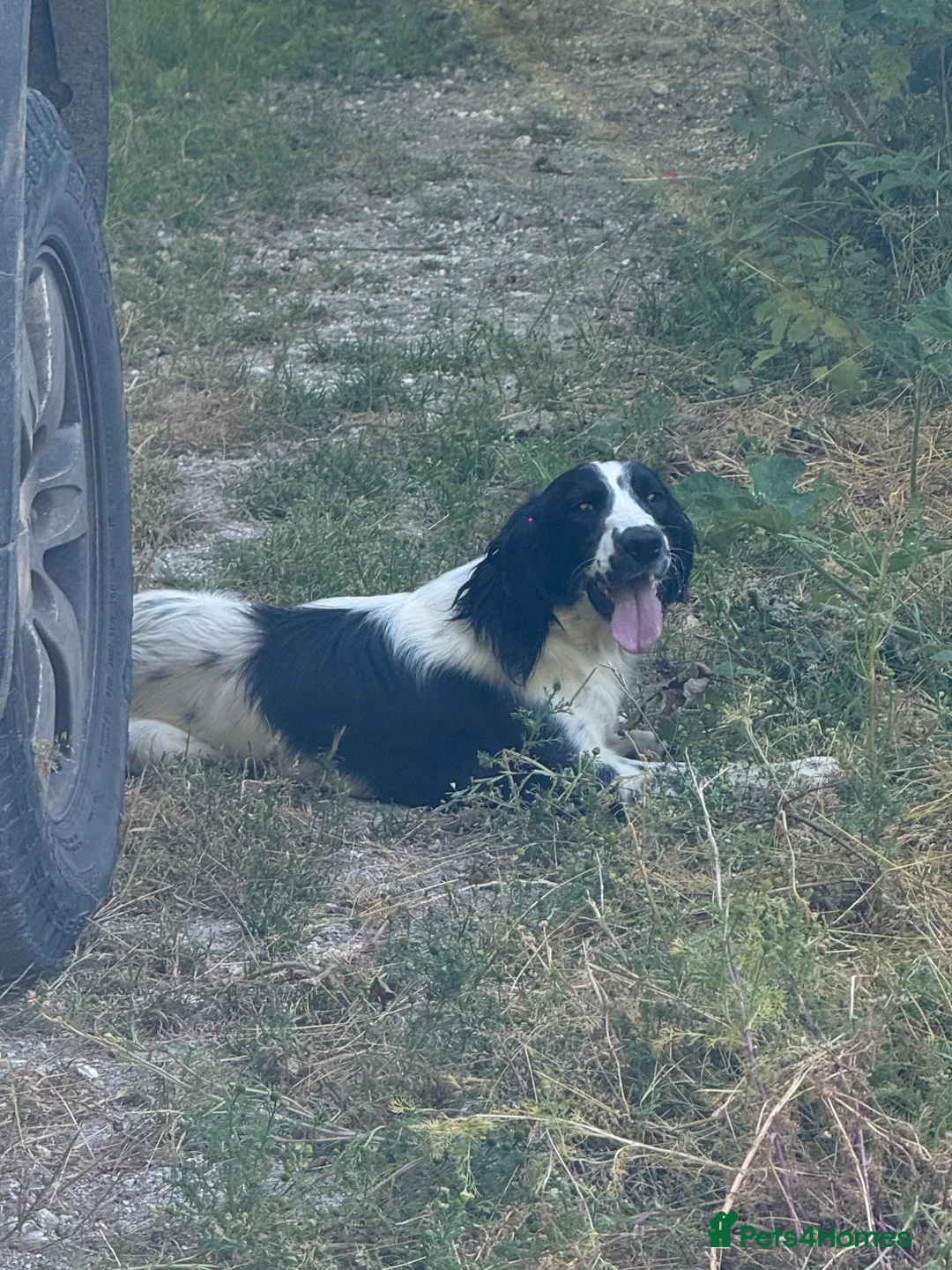 English Springer Spaniel dogs for sale: 12 month old male springer spaniel  in High Wycombe - Advert 1