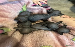 Sphynx cats for sale: Canadian Sphyx kittens - Image 3