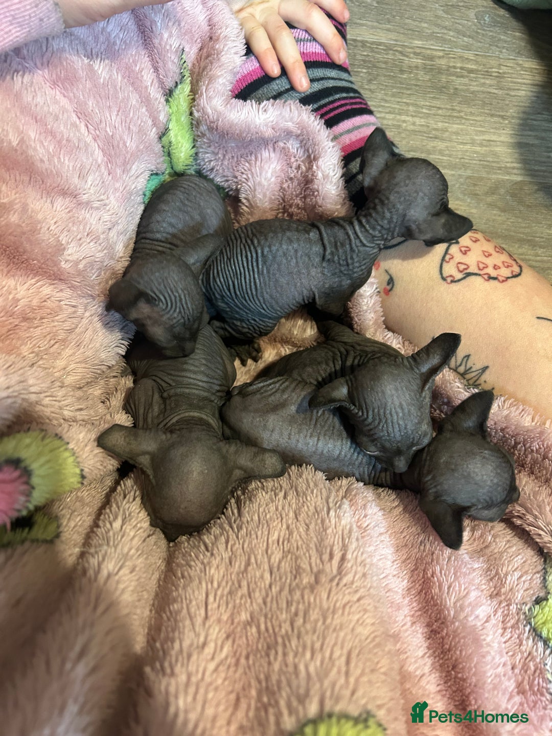 Sphynx cats for sale: Canadian Sphyx kittens - Image 3