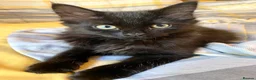 Domestic Shorthair cats for adoption: Double Trouble for Black Cat Lovers - Advert 4