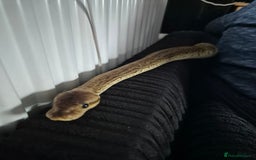 Python Snake reptiles for sale: Royal python very tame with setup - Image 2