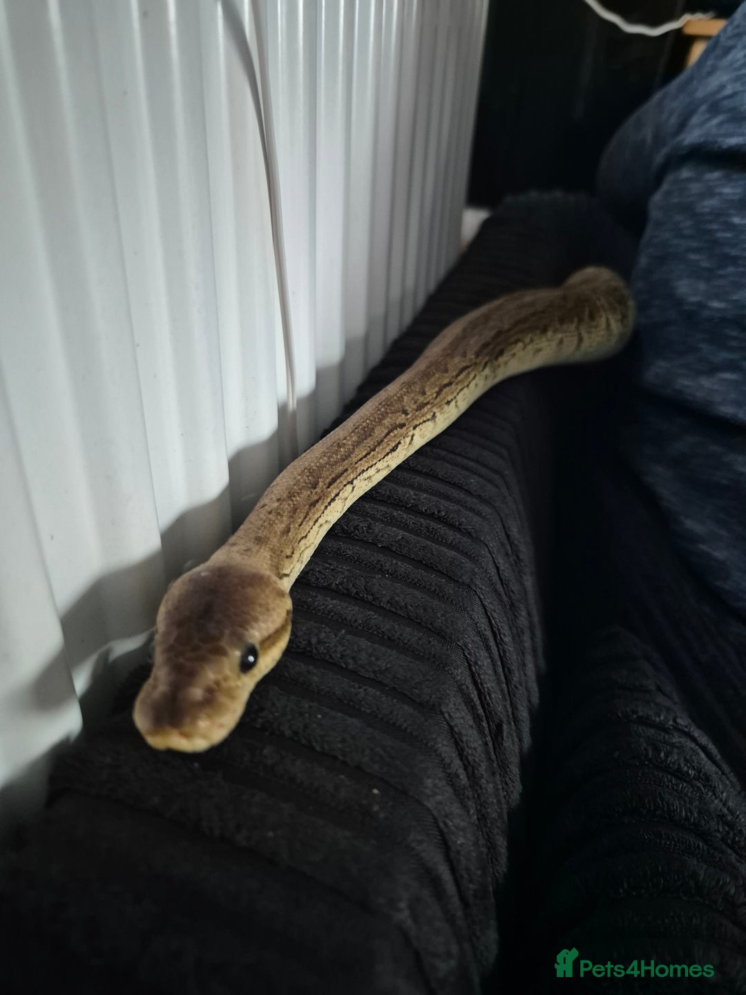Python Snake reptiles for sale: Royal python very tame with setup - Image 2